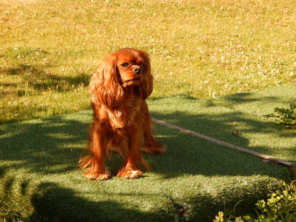 Schweppes (Sans Affixe)