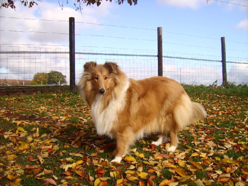 Fursy fiona Of Connemara's Highlands