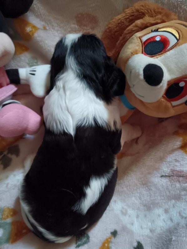 Bridget