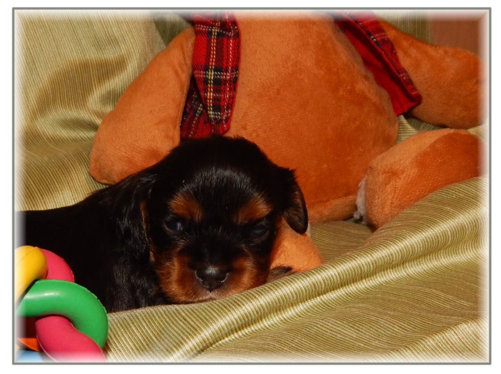 Elevage Cavalier King Charles Cotes D Armor
