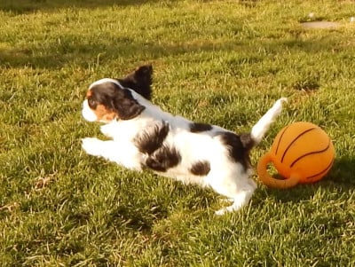 Les chiots de Cavalier King Charles Spaniel