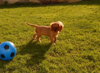 Les chiots de Cavalier King Charles Spaniel