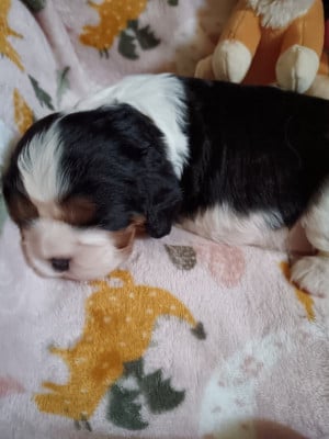 Les chiots de Cavalier King Charles Spaniel