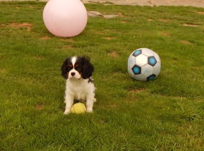 Les chiots de Cavalier King Charles Spaniel