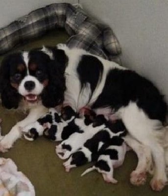 Les chiots de Cavalier King Charles Spaniel