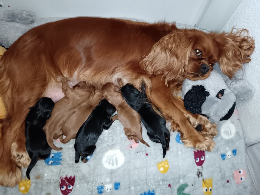 Chiot  Cavalier King Charles Spaniel