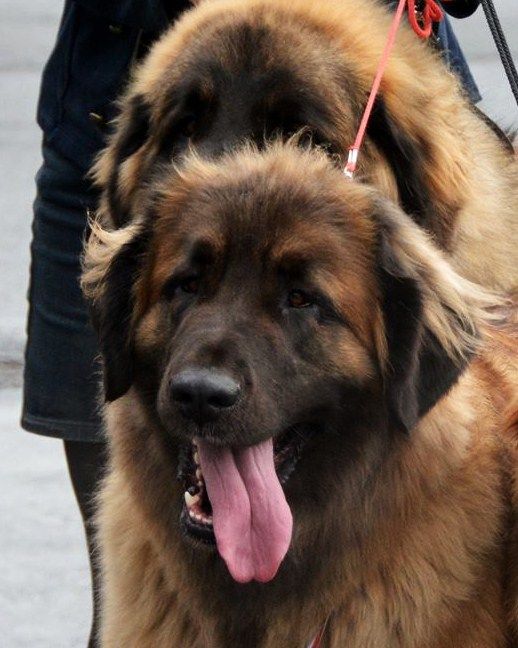 Publication : Des Gardiens Des Lions Auteur : Christiane Brignoli??