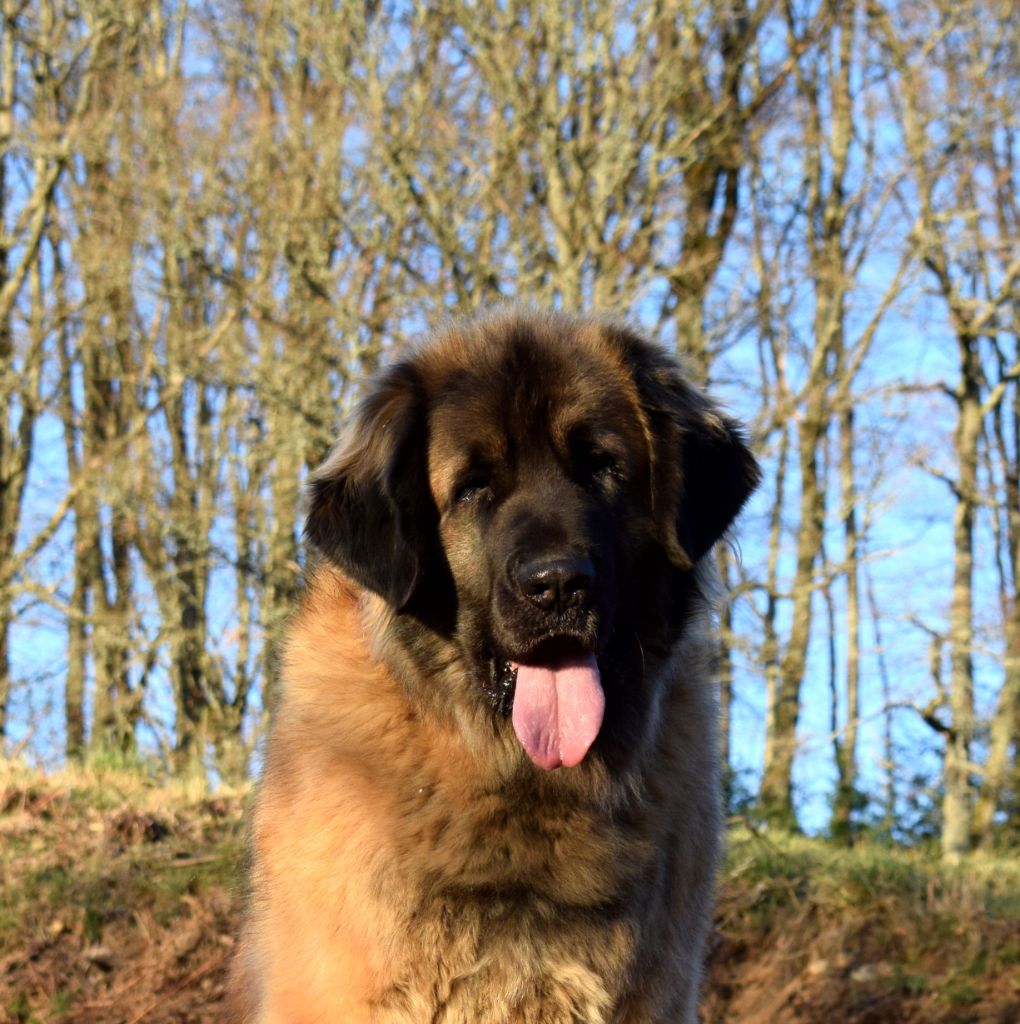 Publication : Des Gardiens Des Lions Auteur : Christiane Brignoli??