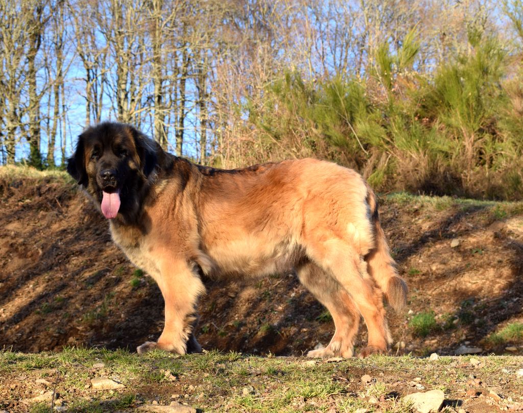 Publication : Des Gardiens Des Lions Auteur : Christiane Brignoli??