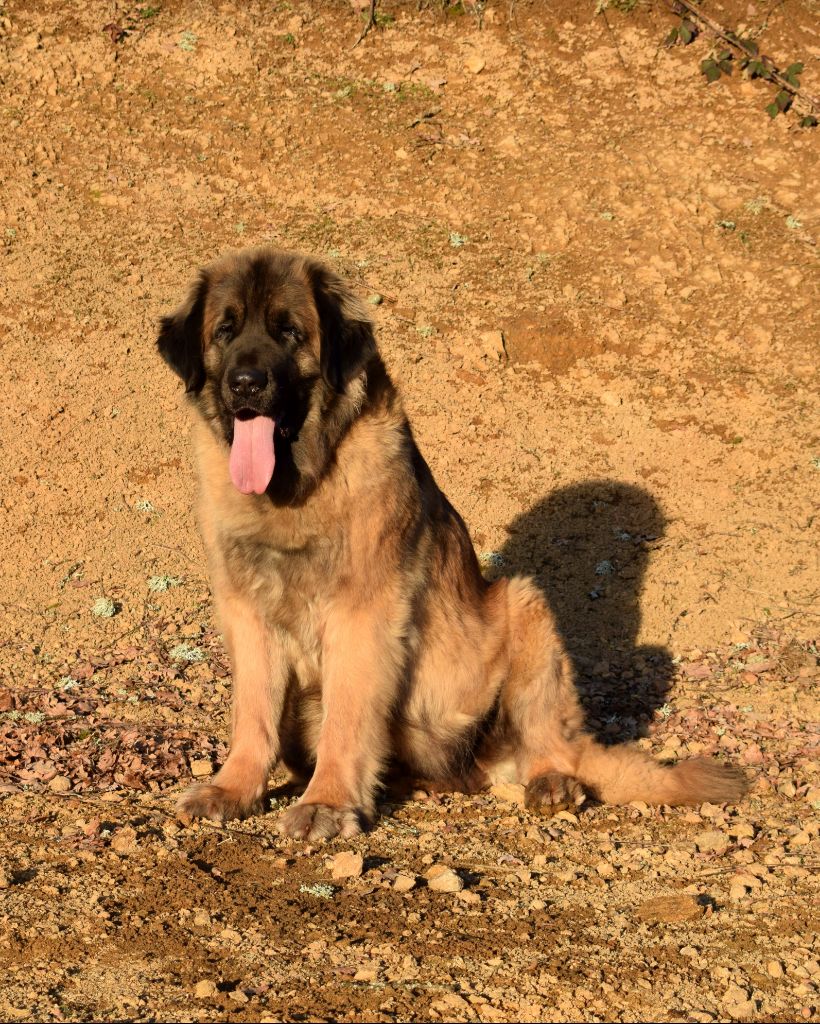 Publication : Des Gardiens Des Lions Auteur : Christiane Brignoli??