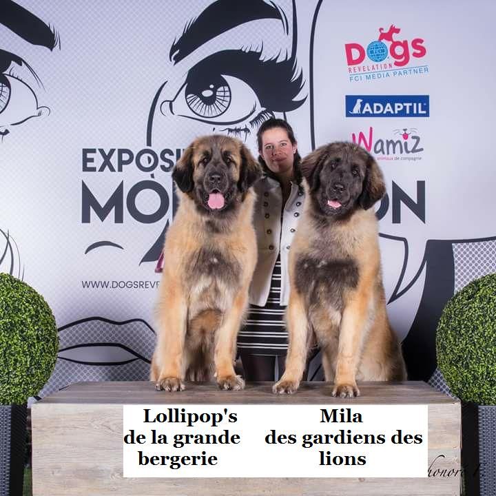 Publication : Des Gardiens Des Lions Auteur : Christiane Brignoli??