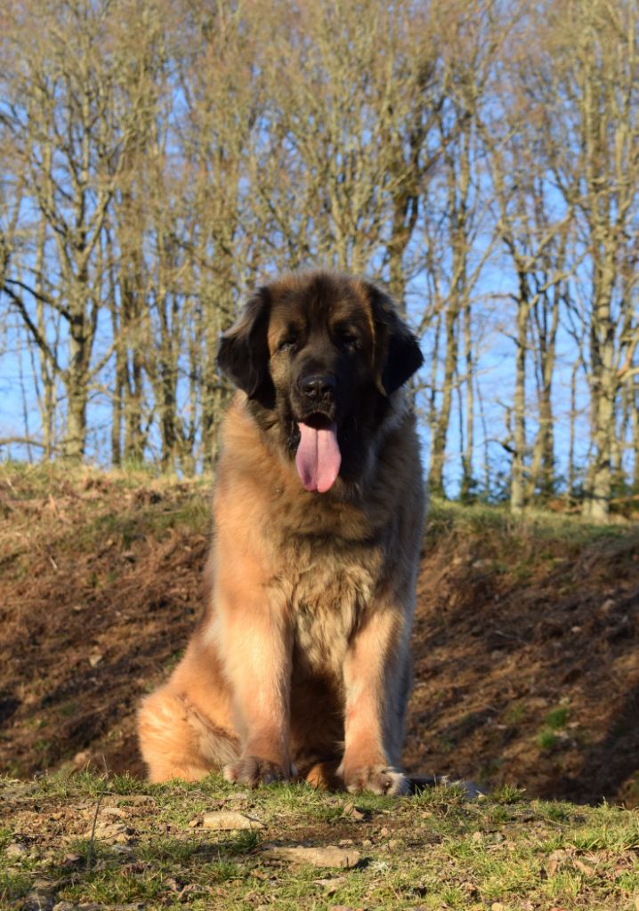 Publication : Des Gardiens Des Lions Auteur : Christiane Brignoli??