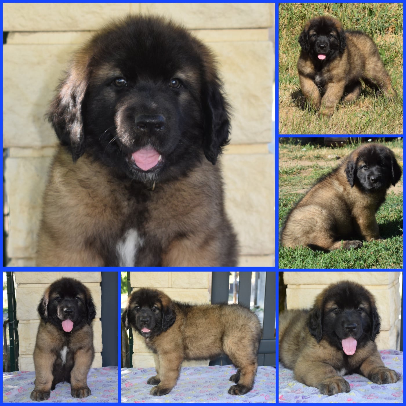 BUDDY - Leonberger