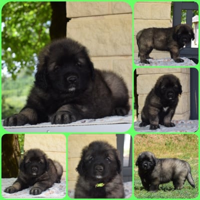 Les chiots de Leonberger