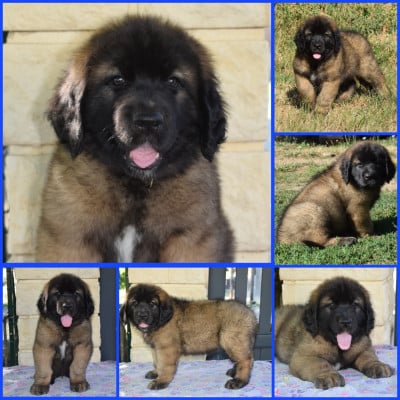Les chiots de Leonberger