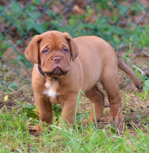 Publication : De La Pointe Du Medoc Auteur : DE LA POINTE DU MEDOC