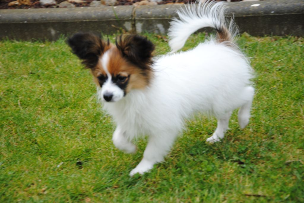 Publication : Butterfly In Wonderland Auteur : Nelly Joubert