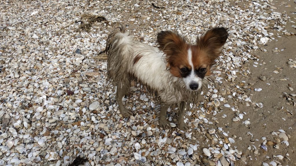 Publication : Butterfly In Wonderland Auteur : Nelly Joubert