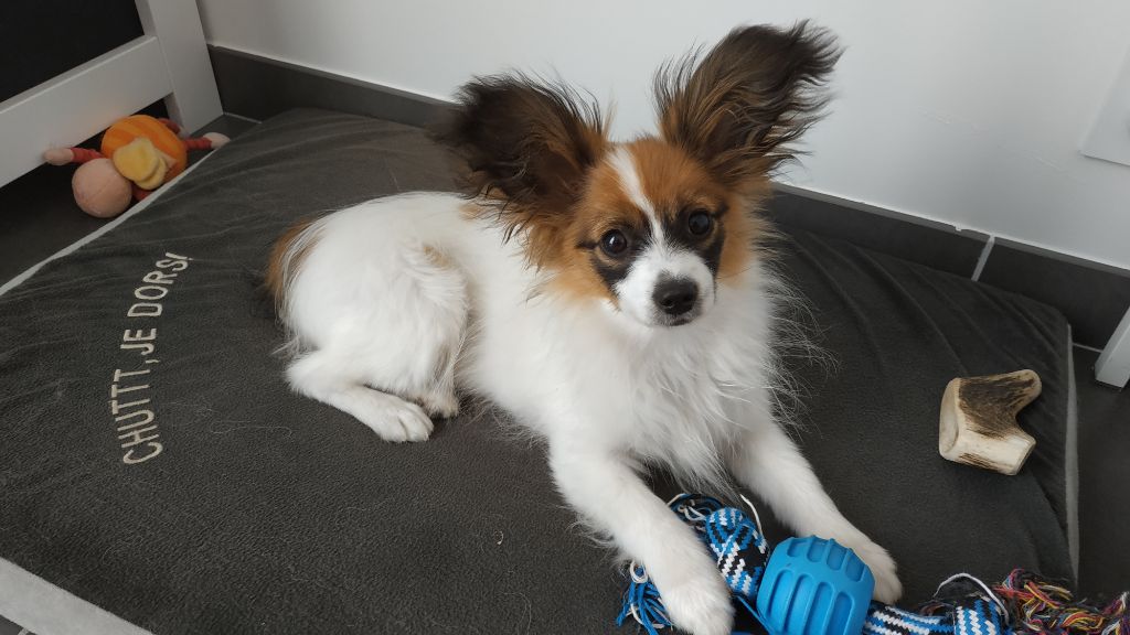 Publication : Butterfly In Wonderland Auteur : Nelly Joubert