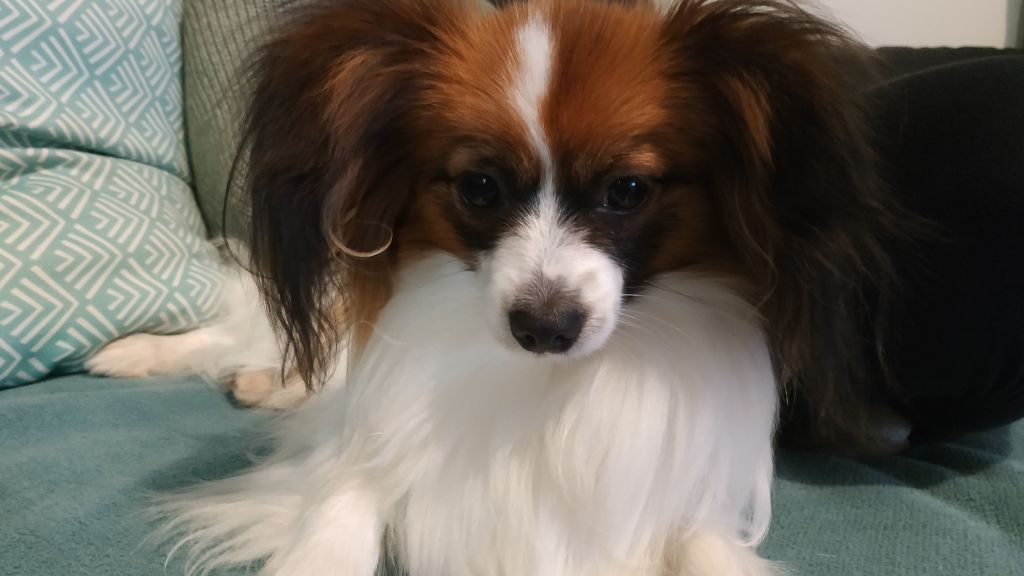 Publication : Butterfly In Wonderland Auteur : Nelly Joubert