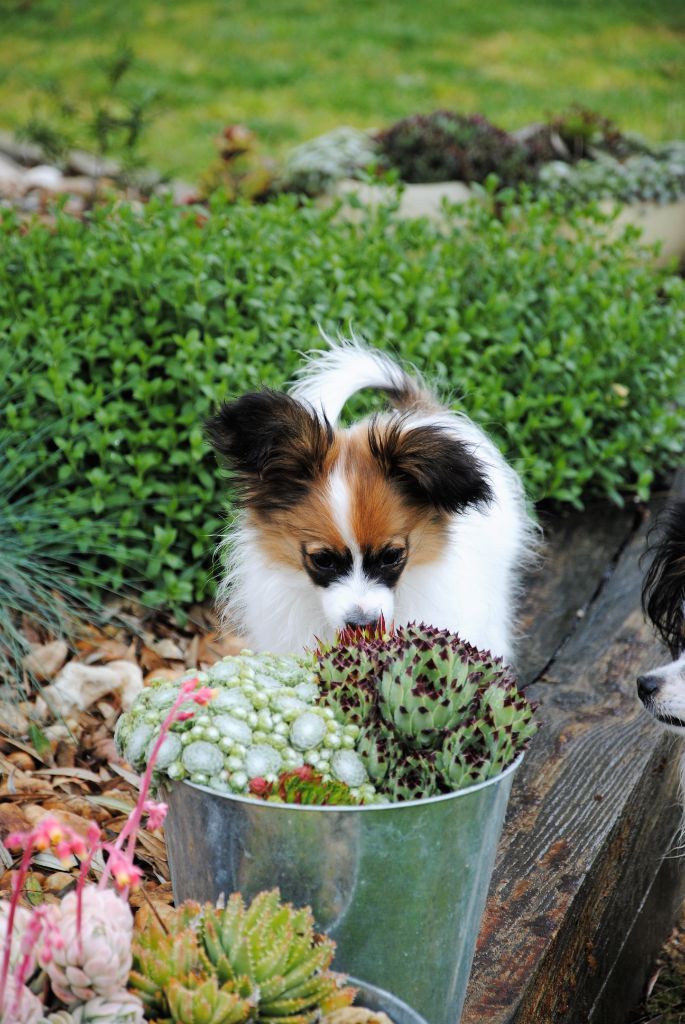 Publication : Butterfly In Wonderland Auteur : Nelly Joubert