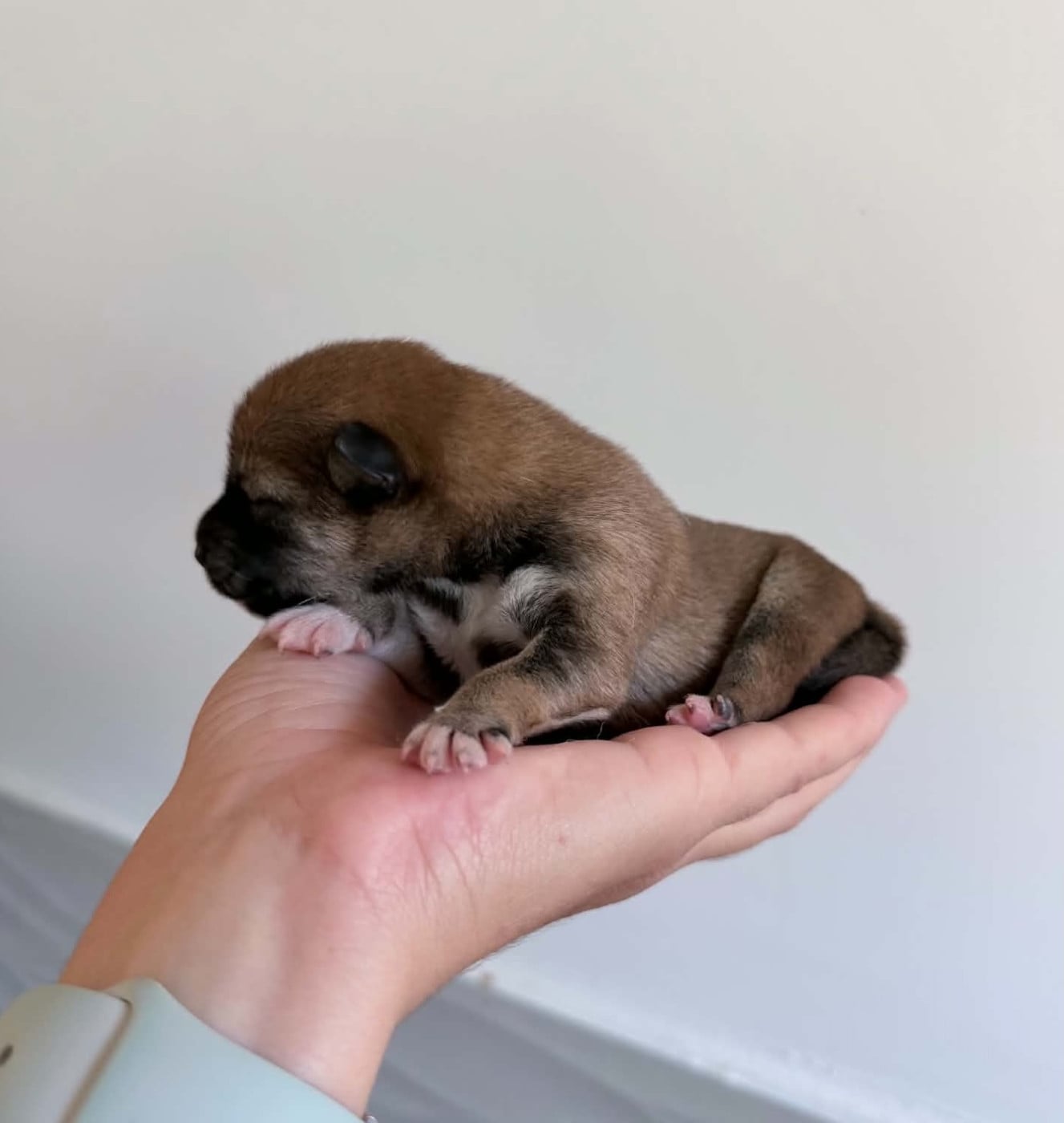 Femelle rousse 2 - Shiba