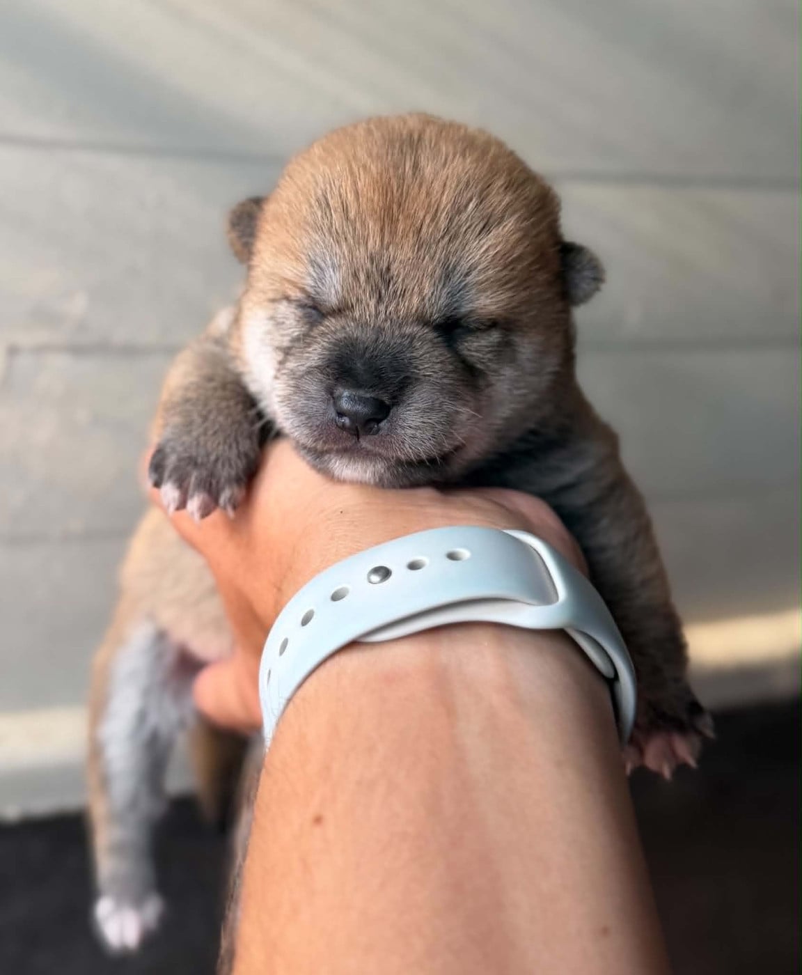 Femelle 1 - Shiba