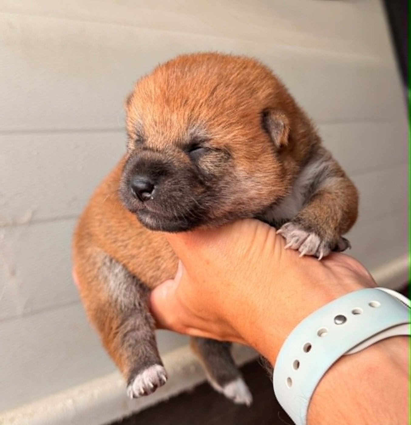 Femelle 2 - Shiba