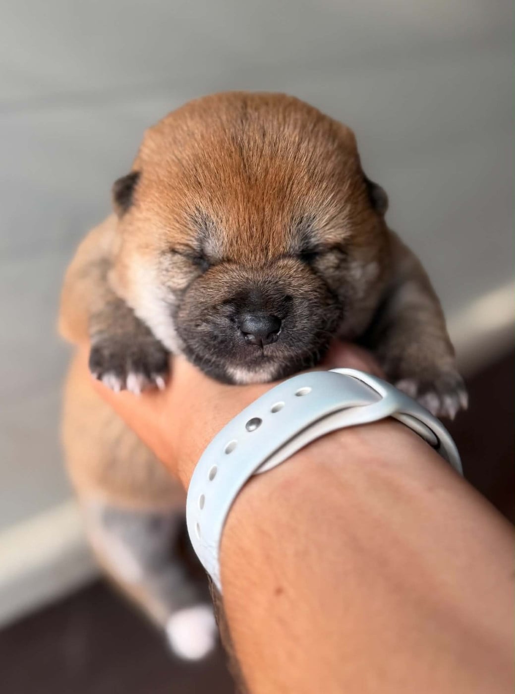 Femelle 3 - Shiba