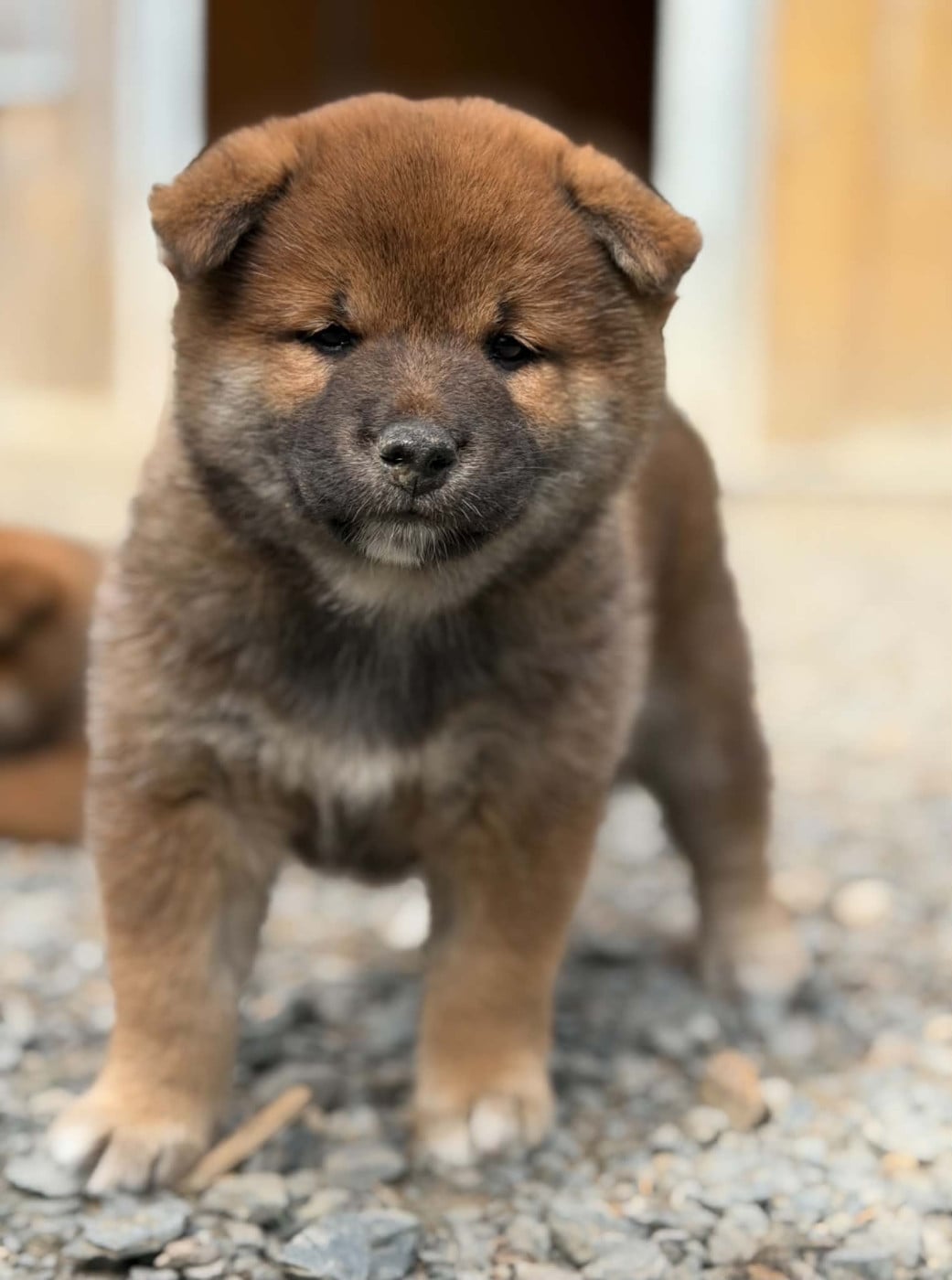 Hoxakam Baku - Shiba
