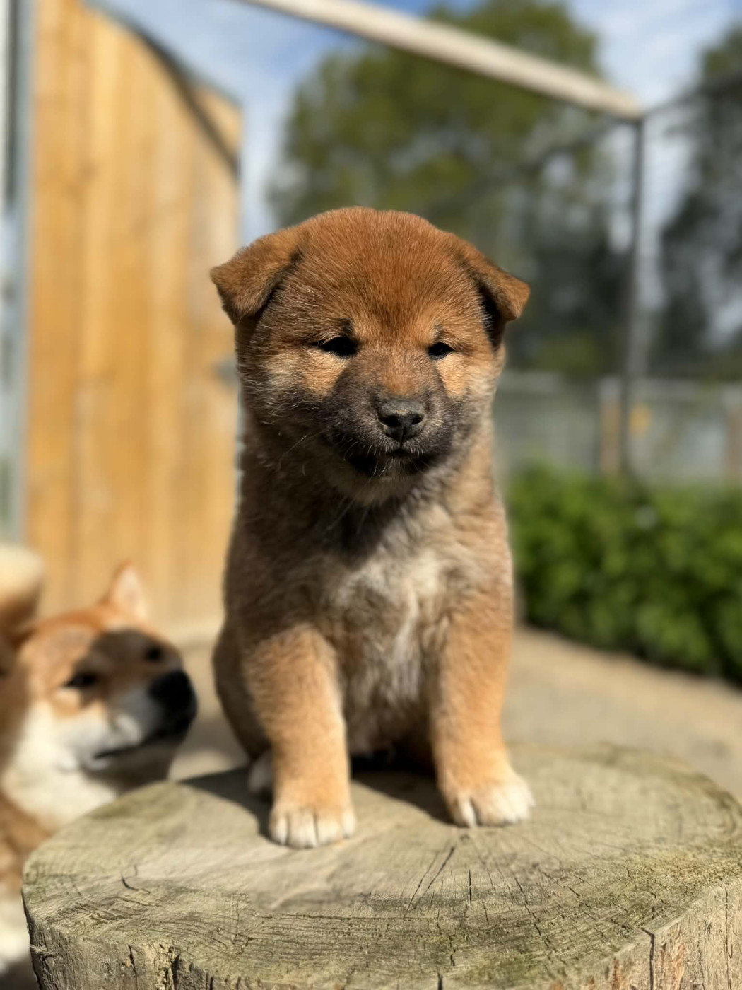 Hoxakam Bika - Shiba
