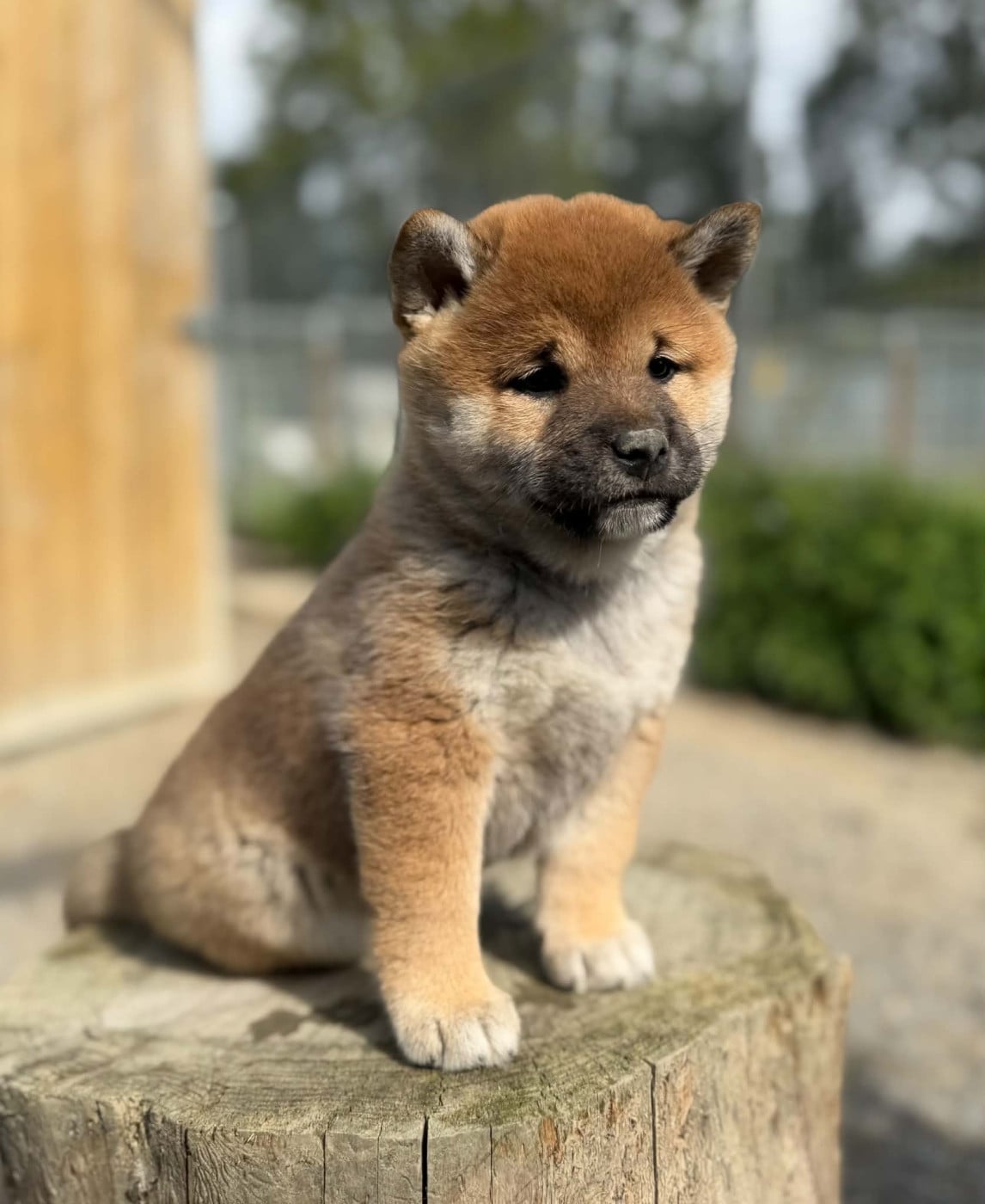 Hoxakam Biwa - Shiba