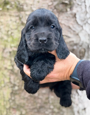 Les chiots de Cocker Spaniel Anglais