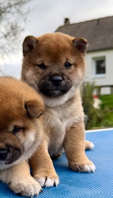 Les chiots de Shiba