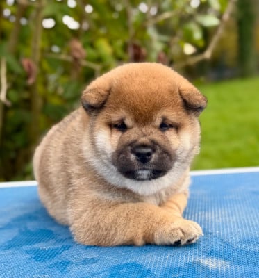 Les chiots de Shiba