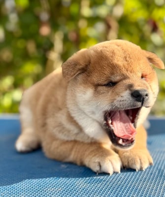 Les chiots de Shiba