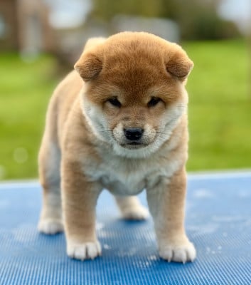 Les chiots de Shiba