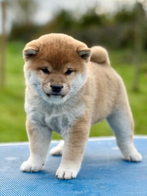 Les chiots de Shiba