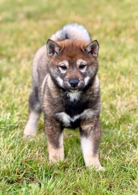 Les chiots de Shiba