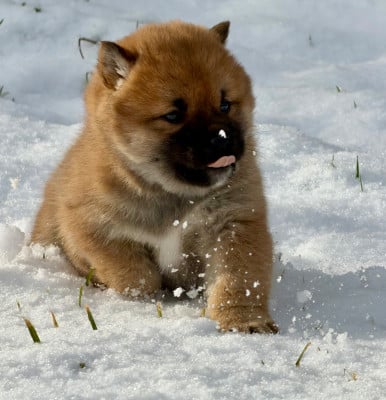 CHIOT 2 - Shiba