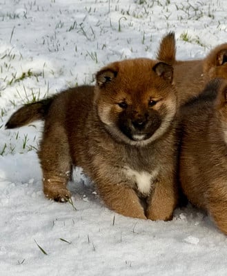 CHIOT 3 - Shiba