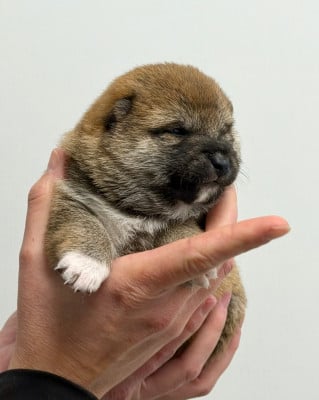 Les chiots de Shiba