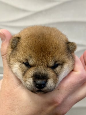 Les chiots de Shiba