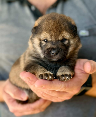 Les chiots de Shiba