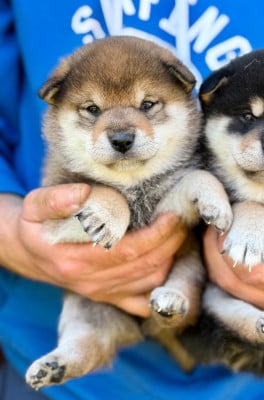 Les chiots de Shiba