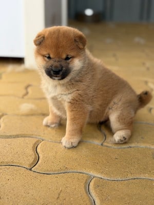 Les chiots de Shiba