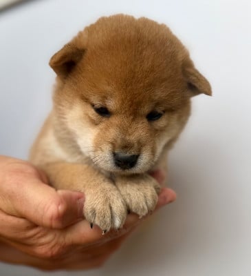 Les chiots de Shiba