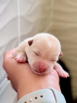 Les chiots de Shiba
