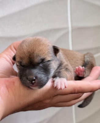 Les chiots de Shiba