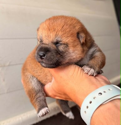 Les chiots de Shiba